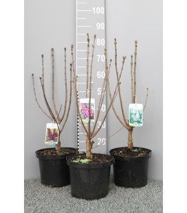 Lilas mix coul Ø 23
