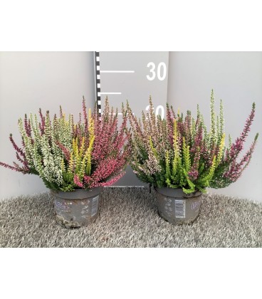 Bruyere calluna  high five Ø 12