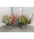 Bruyere calluna  high five Ø 12