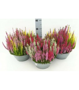 Bryere Calluna coupe Ø 23 Trio