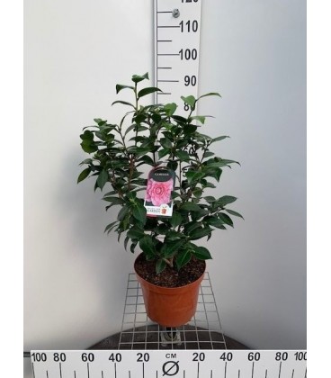 Camelia Jap Ø 28