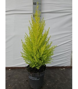 Goldcrest wilma pot de 13 50/55 cm