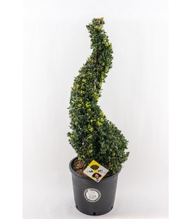 Ilex crenata spiral Ø 34 h90/100 cm
