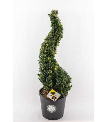 Ilex crenata spiral Ø 34 h90/100 cm