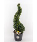 Ilex crenata spiral Ø 34 h90/100 cm