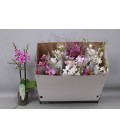 Phalaenopsis Mf mix Ø 12 h 55 3 B