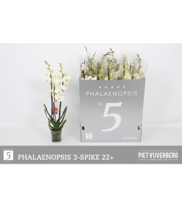 Phalaeno Ø 12 h 70 cm Blanc 5b