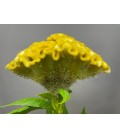 Celosie Smashing yellow 75 cm