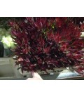 Leucadendron Bluch vertakt 50 cm