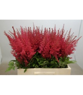 Astilbe Paul Gaarde 55/60 cm