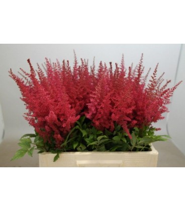 Astilbe Paul Gaarde 55/60 cm