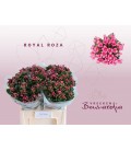 Bouvardia En Roza 60 cm