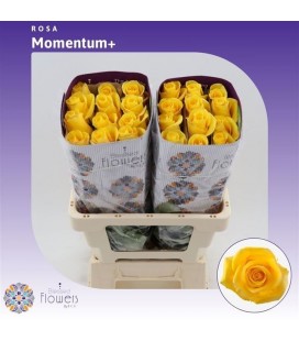 Rose equat Momentum 50 cm x 25