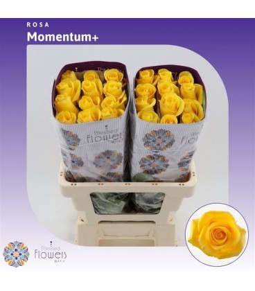 Rose Momentum 60 cm