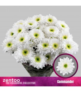 Chrysenthème commander 70 cm