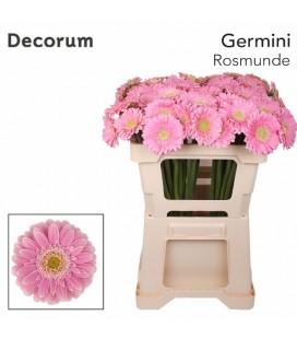 Germini Rosamunde 