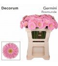 Germini Rosamunde 