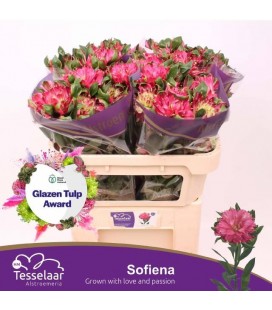 Alstromeria Fashion Sofiena 70 cm