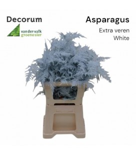 Asparagus teinté 65 cm Rose