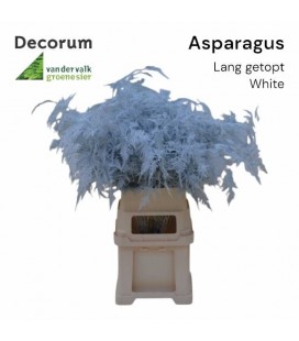 Asparagus teinté 85 cm blanc