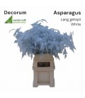 Asparagus teinté 85 cm blanc
