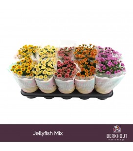 Chrysantheme Jellyfi mix Ø 12