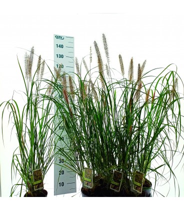Pennisetum alopecuroide Ø 19