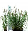 Pennisetum alopecuroide Ø 19