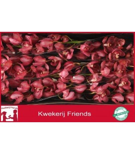 Cymbidium Red Dream 80 cm