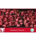 Cymbidium Red Dream 80 cm