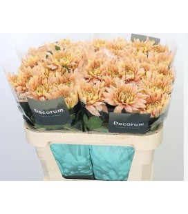 Chrysantheme G Kalimba salmon 70 CM