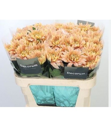 Chrysantheme G Kalimba salmon 70 CM