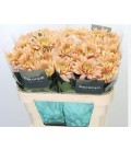 Chrysantheme G Kalimba salmon 70 CM