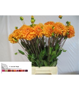 Dahlia Bizon brons 50 cm