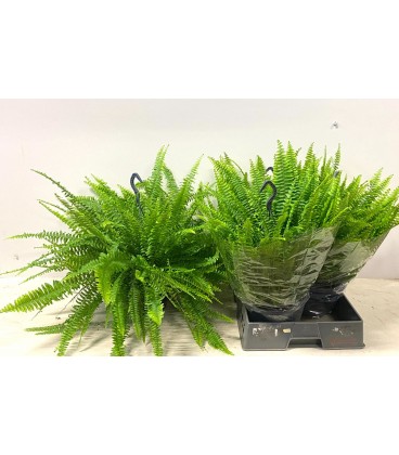 Nephrolepsis Green lady Ø 21 h 80