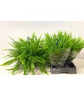 Nephrolepsis Green lady Ø 21 h 80