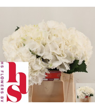 Hortensia verena Blanc 40 cm