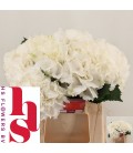 Hortensia verena Blanc 40 cm