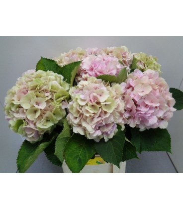 Hortensia Verena rose et vert 80 cm