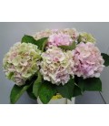 Hortensia Verena rose et vert 80 cm