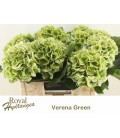 Hortensia Verena VERT 40 cm