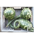 Coloquintes pepo 