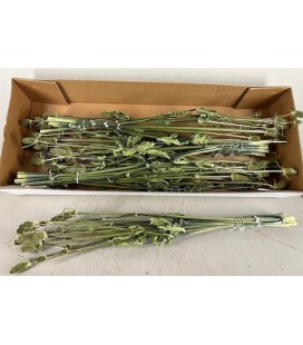 Chardon sec nature bouquet 5 tiges