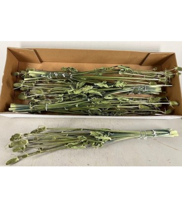 Chardon sec nature bouquet 5 tiges