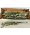 Chardon sec nature bouquet 5 tiges