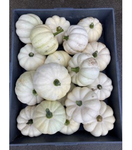 Coloquintes Pepo baby boo