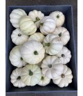 Coloquintes Pepo baby boo