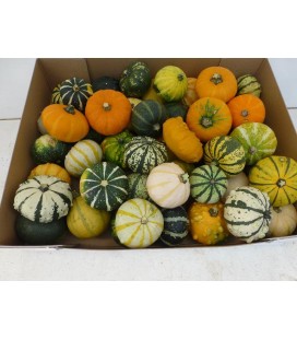 Curcubitacée
