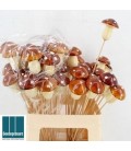 Pics champignon marron x25
