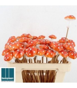 Pics champignon orange x25